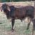 Brahman Bull Calf 2 thumbnail