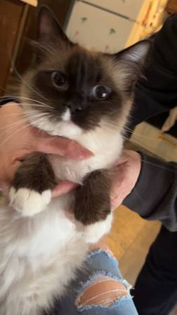 Gato muñeco de trapo (Sioux Falls)63843454698497121