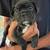 Frenchie Boston Terrier 2 thumbnail