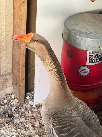 Free Goose 1