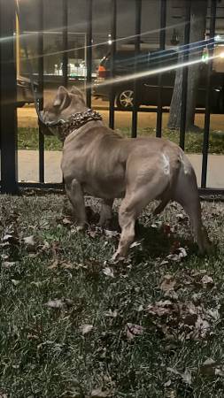 BULLY (Chicago)63848346133251120