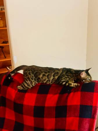 Bengal baby (Richards)63839342996865121