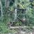 helene trees 1 thumbnail
