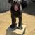 cane corso 5 thumbnail