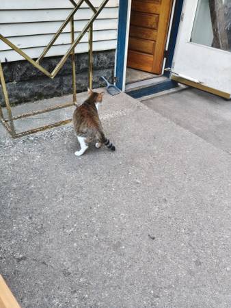 Two cats to good home582694979440496647