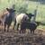 Micro mini calf heifer 3 thumbnail