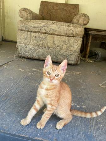 HELP TO RE-HOME 2 KITTENS63679359462273122