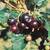 (2) Jostaberry Plants Live (Thornless Hybrid Blackcurrant/Goosberry)Be 1 thumbnail
