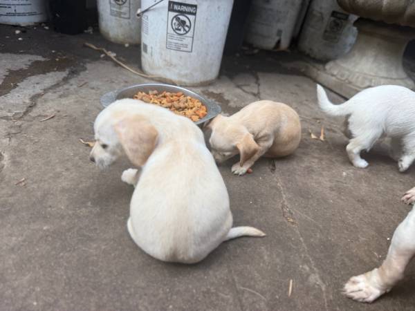 BUSCANDO UN HOGAR AMOROSO (San Diego)63841744849539124