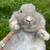 Mini Lop Bunny 3 thumbnail