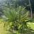 Cold Hardy Sabal palm trees!! - $25 13 thumbnail