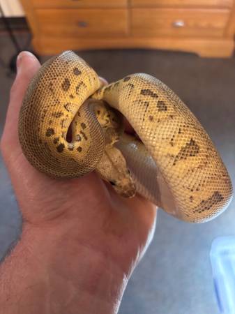Ball python 1