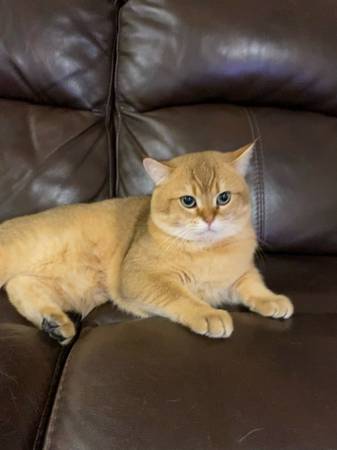 Gato macho Británico de Pelo Corto Dorado necesita nuevo hogar (Millbrae)63696471234817122