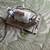 1 hp electric motor 115/220 2 thumbnail