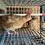 Coturnix Quail Set Up 1 thumbnail