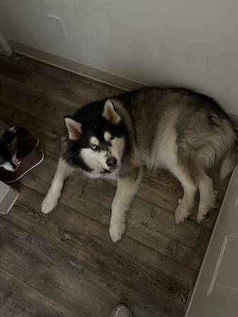 Alaskan Malamute - Rehoming/Adoption (La Mesa)63955992991618120
