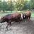 5 Red Angus Bulls 22 thumbnail