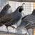 Valley Quail Pairs 1 thumbnail