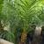 Pygmy Palm 🌴 9 thumbnail