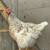 Rehoming Farm Animals - Chickens 12 thumbnail