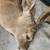 Shoulder Mount Buck 8 Point Taxidermy 5 thumbnail