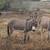 Donkey Donkeys MINI & STANDARD water buffalo calves starter herd 2 thumbnail