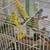 Young parakeets 2 thumbnail
