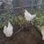 Chickens 1 thumbnail