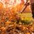 PLAN YOUR FALL CLEANUP: CALL/TEXT GREEN THUMB TODAY! 3 thumbnail