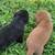 Labrador pups 4 thumbnail