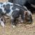 Kunekune 7 thumbnail