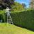 Affordable fall clean ups!!! Maintenance, pruning, blackberry, Ivy. 3 thumbnail
