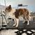 Herd dog 6 thumbnail
