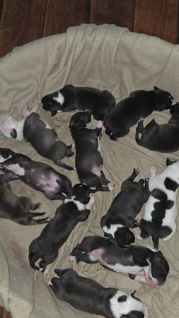 ¡Cachorros Real Pitbully!63897334641283120