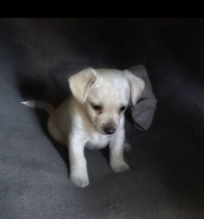 Chiwennie (Modesto)63611939800195120