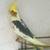 COCKATIEL COCKATIELS cinnamon BABY PIED LUTINO  pearl GRAY BIRD BIRDS 4 thumbnail