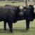 Black Whiteface Replacement Heifers 6 thumbnail