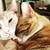 orange tabby cat brothers- 2 cats, bonded pair 1 thumbnail
