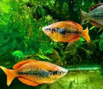 Tropical fish/ten for $90 1