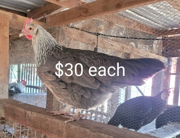 Silver Grey Dorking hens 1