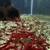 10+1 free High Grade Neocaridina Shrimps 4 thumbnail