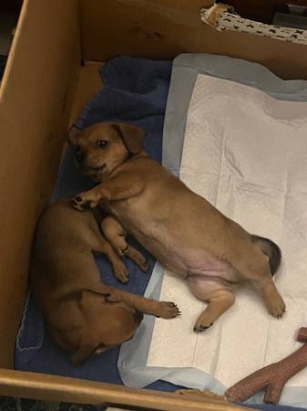 Frenchie/chihuahua/dachshund mix puppies (Tumwater)63942367718915123