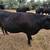 2 Cow's 2 thumbnail
