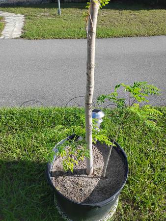 Moringa Trees-3! Trees of Life 1