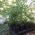 japanese maples $10-$20 1 thumbnail