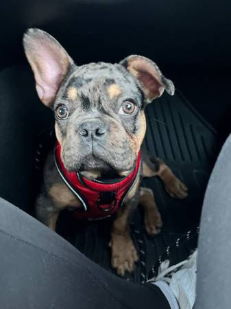 Merle Macho Frenchie (Lacey)63949077118339123