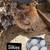 Fertile eggs / huevo fertile / pollitos chicks 4 thumbnail