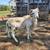 Painted Desert Rams 3 thumbnail