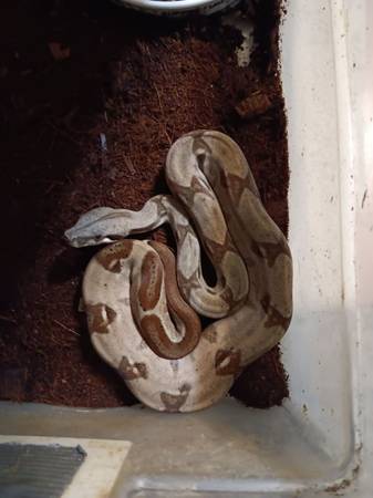 Baby Boas (Waynesville)63664515490433121