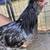 Leghorn,americauna/egger,production red 🐓 3 thumbnail